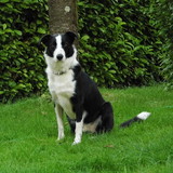 Taz