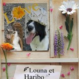 HARIBO ET LOUNA