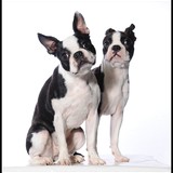Lola et Higgy