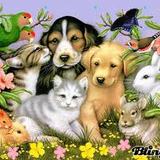 Pour tous les Amoureux des Animaux 