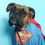 Shepper✿✿✿