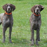 BELLA ET BRISKA