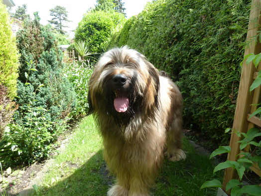 comment guérir un chien qui boite