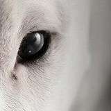 Over-dog'z Bull Blanchette