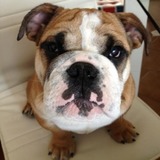 Mohito