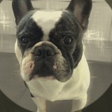 Charles♡ The Bulldog♡ 