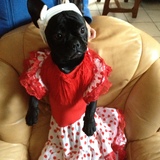 Holly