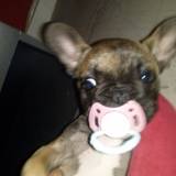 Bulle