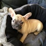 Dexter