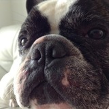 Charles♡ The Bulldog♡ 