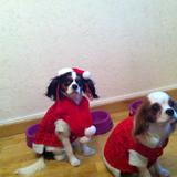 Hayllie, Galina et Hermes