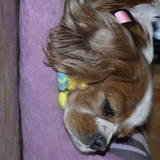 Dolly