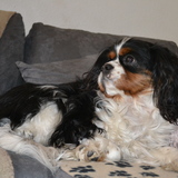Lilou