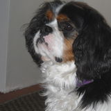 la teame des cavaliers king charles