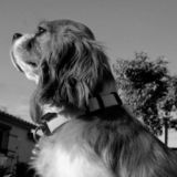 Dolly