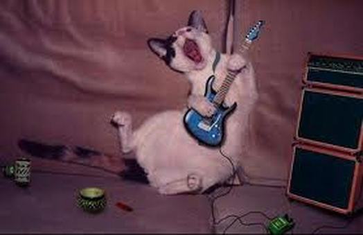 Photographie ♥ - Yummypets