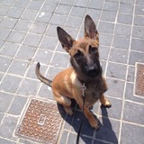 Athena