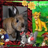 pour mon ami Noisette ♥