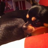 Loulou
