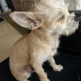 PEPITO