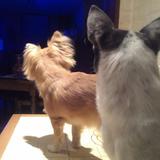 Billy & Yoshi