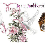 ♥RIP♥ Pupuce♥