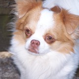 filou