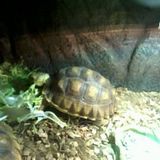 ma copine tortue