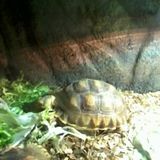 ma copine tortue