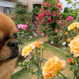 rose garden
