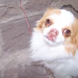 filou