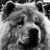 SUMO