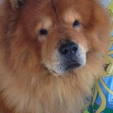 Junior