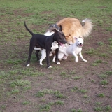 Je me suis fait plein de copains !