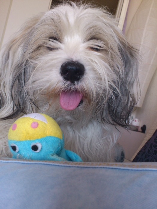 Photo Chien (Coton de Tulear) - de Kaya - Photos animaux, chiens, chats,