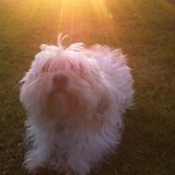 Cayllie