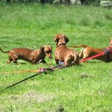 Dachshunds 