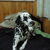 daisy