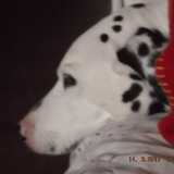LES DALMATIENS