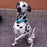 Perdy