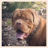 ♥ Dino ♥