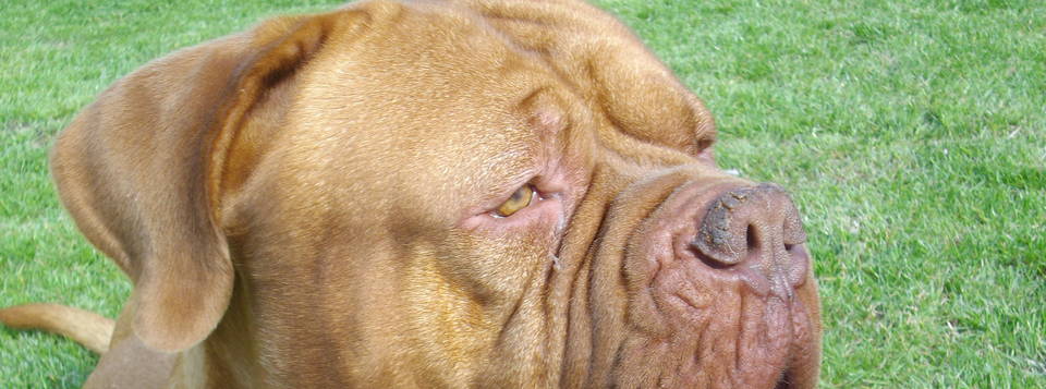 Taz 