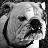 English Bully team