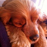 Toby