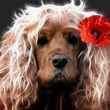 Prunelle