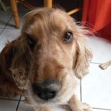 caruso