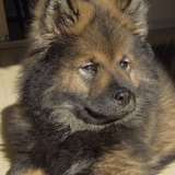 Hiro des crinière de feu