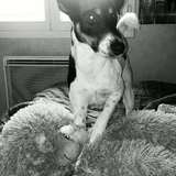 Bandit