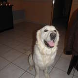 Hercule