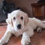 cooper